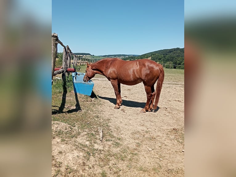 Weitere Warmblüter Stute 28 Jahre 158 cm Fuchs in Heiligenkreuz