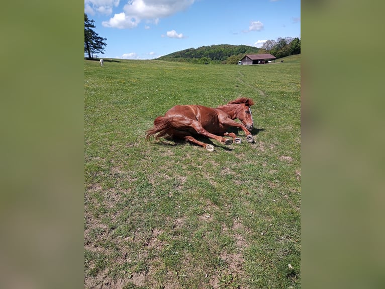 Weitere Warmblüter Stute 28 Jahre 158 cm Fuchs in Baden