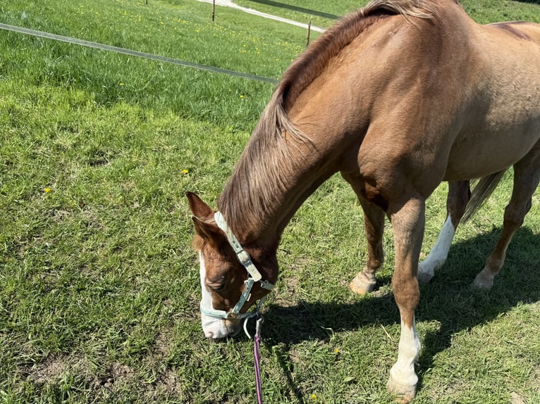 Weitere Warmblüter Stute 28 Jahre 160 cm Fuchs in Heiligenhaus
