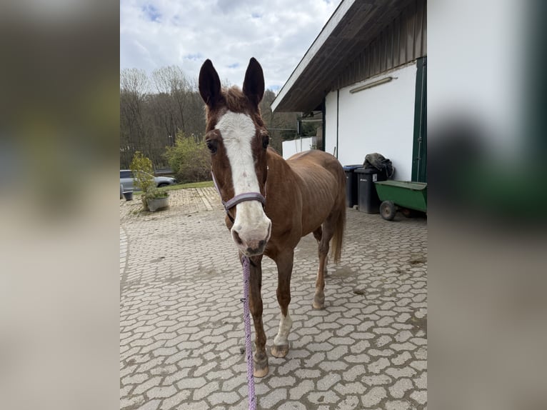 Weitere Warmblüter Stute 28 Jahre 160 cm Fuchs in Heiligenhaus