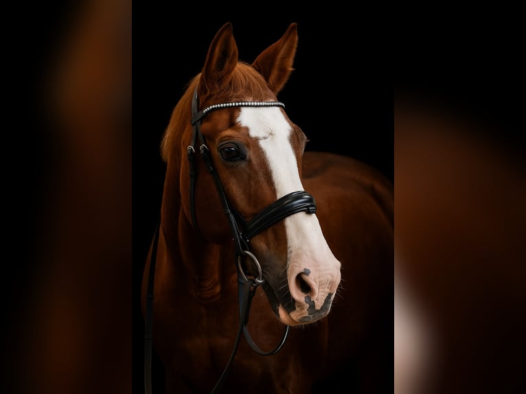 Weitere Warmblüter Stute 28 Jahre 160 cm Fuchs in Heiligenhaus