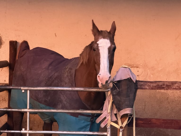 Weitere Warmblüter Stute 28 Jahre 160 cm Fuchs in Heiligenhaus