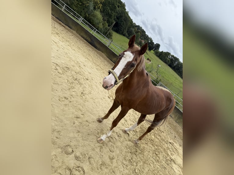 Weitere Warmblüter Stute 28 Jahre 160 cm Fuchs in Heiligenhaus