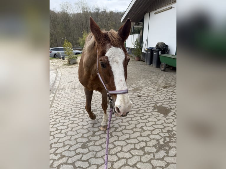 Weitere Warmblüter Stute 28 Jahre 160 cm Fuchs in Heiligenhaus