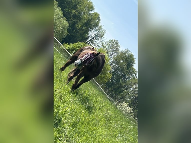 Weitere Warmblüter Stute 28 Jahre 160 cm Fuchs in Heiligenhaus