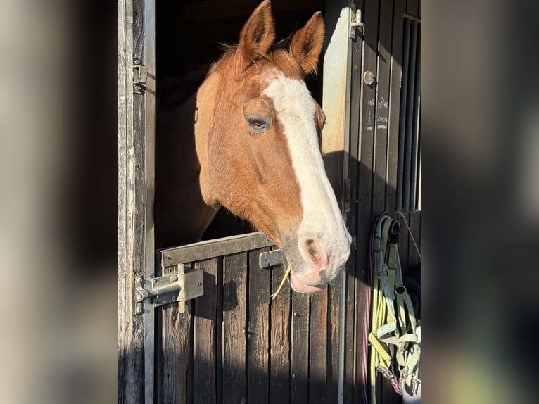 Weitere Warmblüter Stute 28 Jahre 160 cm Fuchs in Heiligenhaus