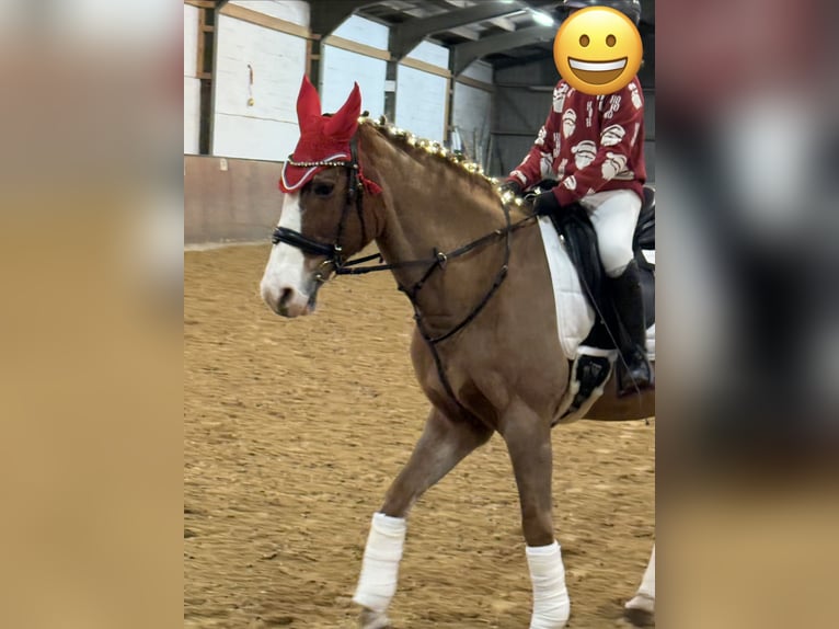 Weitere Warmblüter Stute 28 Jahre 160 cm Fuchs in Heiligenhaus