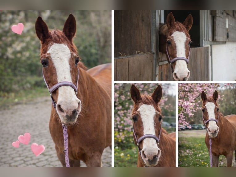 Weitere Warmblüter Stute 28 Jahre 160 cm Fuchs in Heiligenhaus