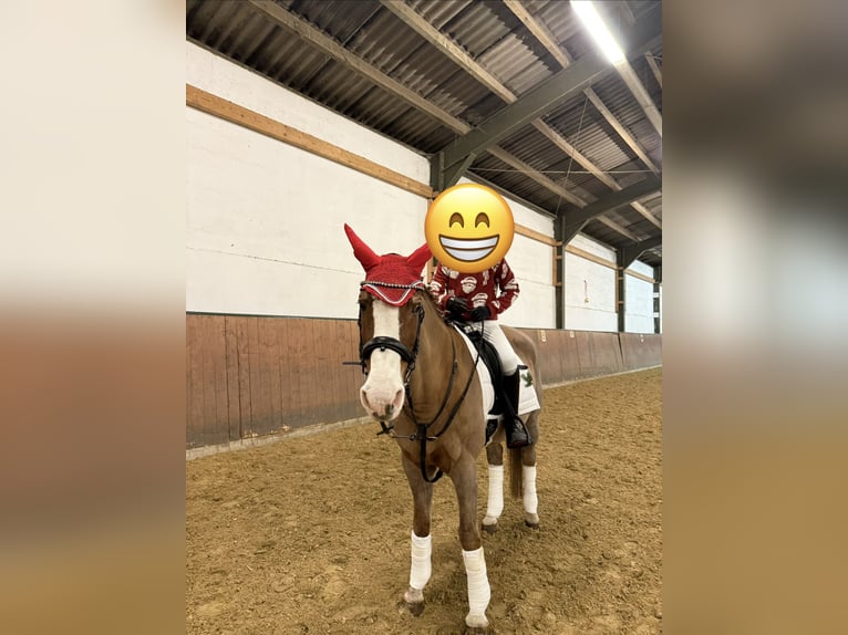 Weitere Warmblüter Stute 28 Jahre 160 cm Fuchs in Heiligenhaus