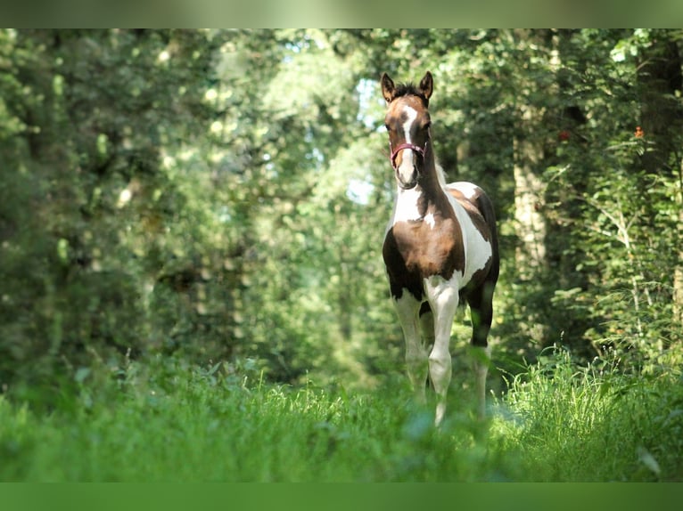 Weitere Warmblüter Mix Stute 2 Jahre 140 cm Schecke in Dwingeloo