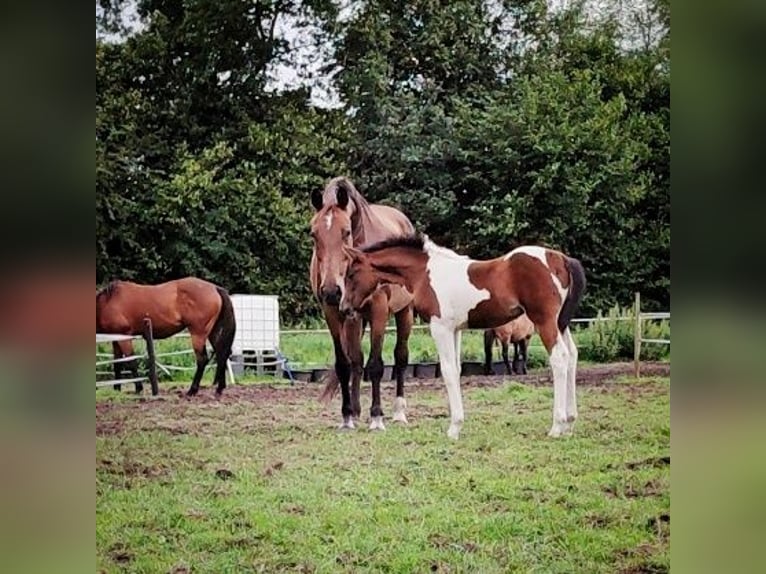 Weitere Warmblüter Mix Stute 2 Jahre 140 cm Schecke in Dwingeloo