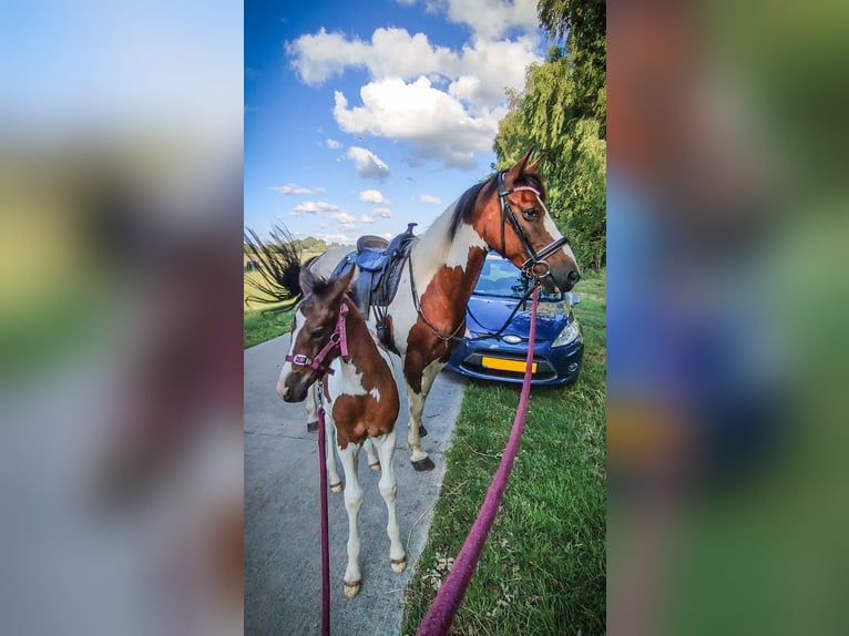 Weitere Warmblüter Mix Stute 2 Jahre 140 cm Schecke in Dwingeloo