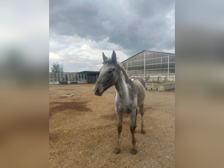 Weitere Warmblüter Stute 2 Jahre 142 cm Kann Schimmel werden in Bad Vöslau