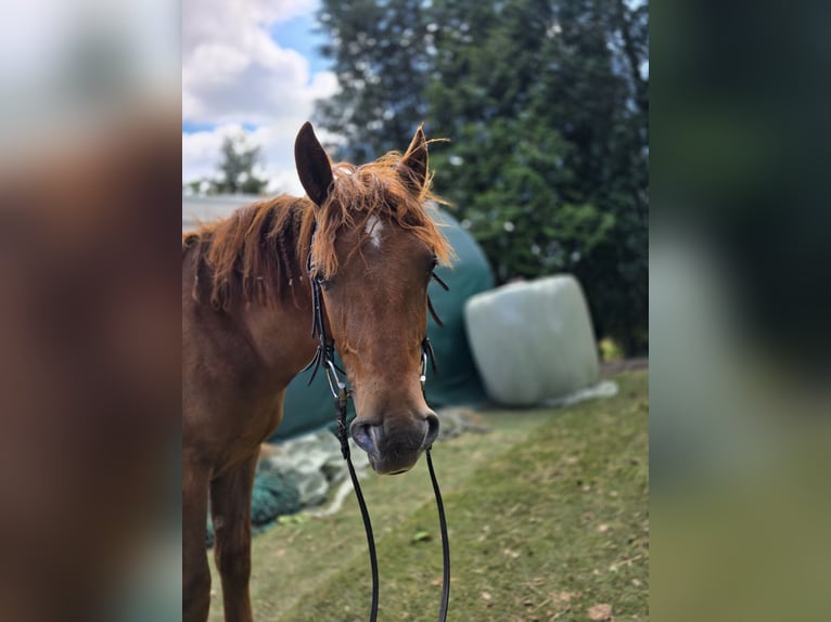 Weitere Warmblüter Mix Stute 2 Jahre 150 cm Fuchs in Meinerzhagen