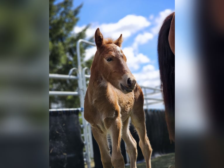 Weitere Warmblüter Mix Stute 2 Jahre 150 cm Fuchs in Meinerzhagen