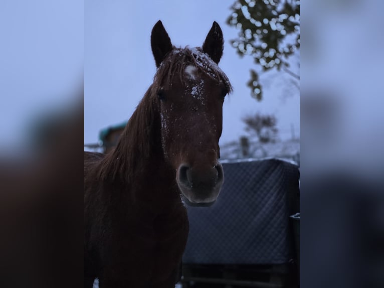 Weitere Warmblüter Mix Stute 2 Jahre 150 cm Fuchs in Meinerzhagen