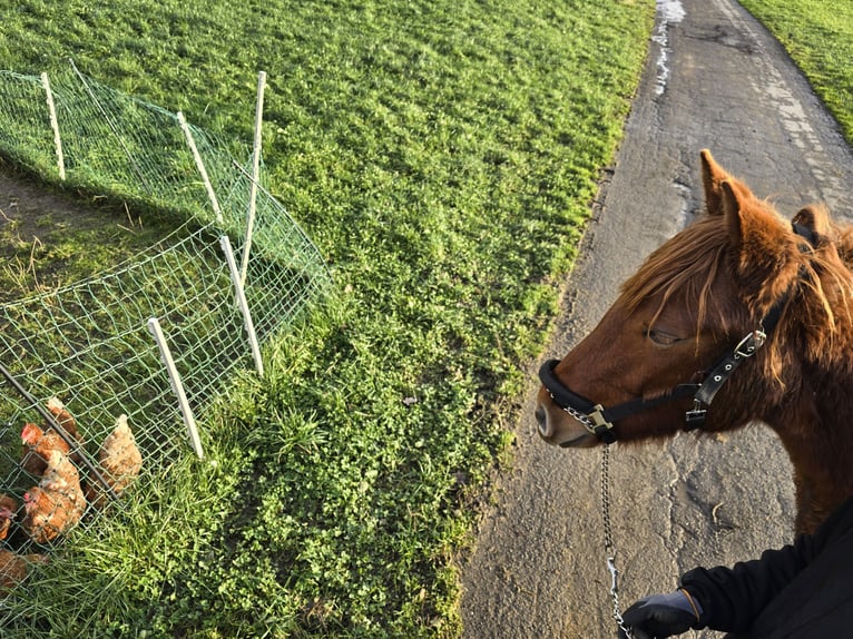 Weitere Warmblüter Mix Stute 2 Jahre 150 cm Fuchs in Meinerzhagen