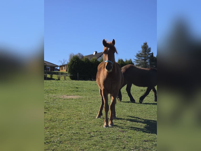 Weitere Warmblüter Mix Stute 2 Jahre 150 cm Fuchs in Meinerzhagen
