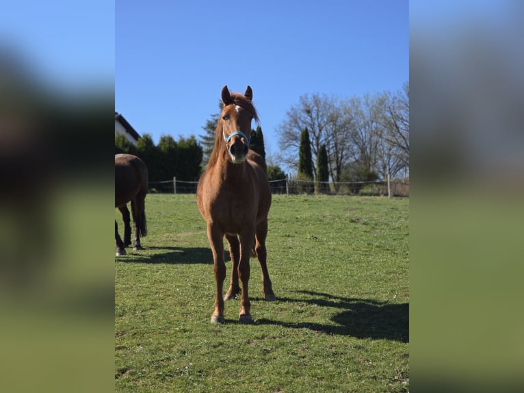 Weitere Warmblüter Mix Stute 2 Jahre 150 cm Fuchs in Meinerzhagen