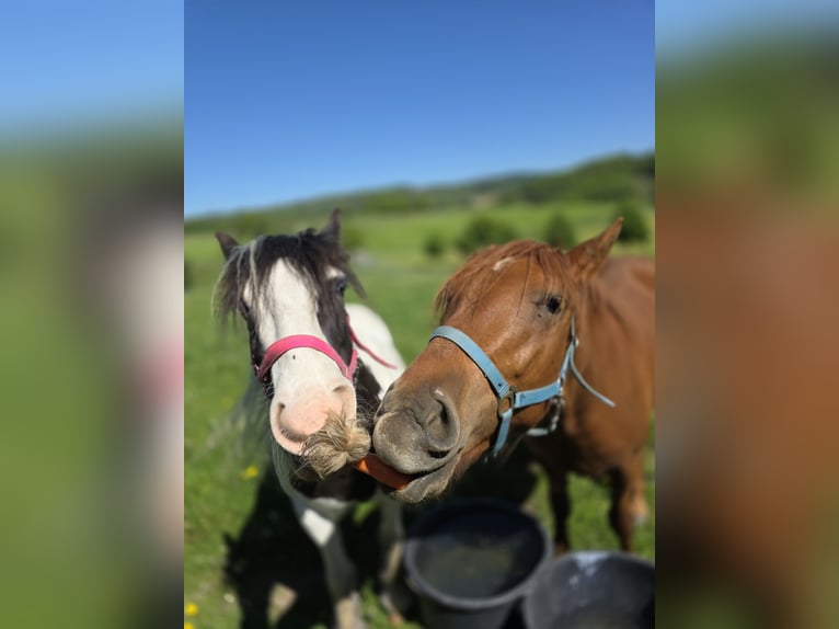 Weitere Warmblüter Mix Stute 2 Jahre 150 cm Fuchs in Meinerzhagen