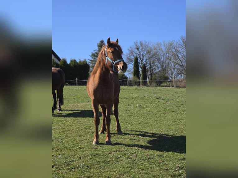 Weitere Warmblüter Mix Stute 2 Jahre 150 cm Fuchs in Meinerzhagen