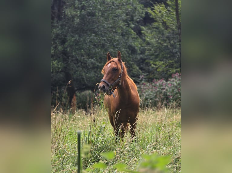 Weitere Warmblüter Mix Stute 2 Jahre 150 cm Fuchs in Meinerzhagen