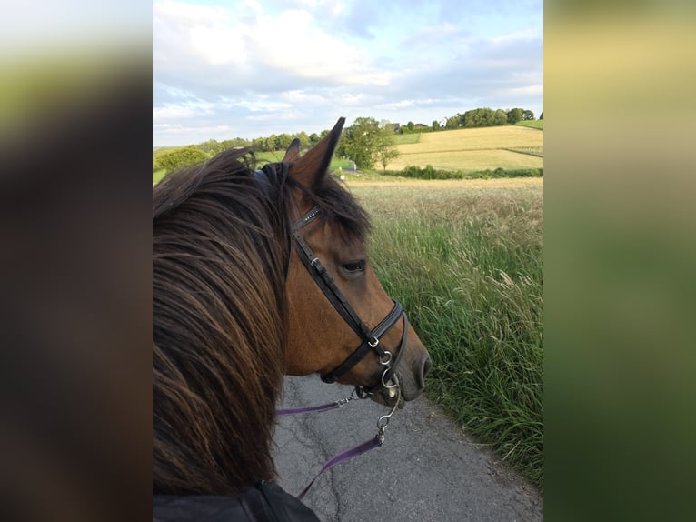 Weitere Warmblüter Mix Stute 2 Jahre 150 cm Fuchs in Meinerzhagen