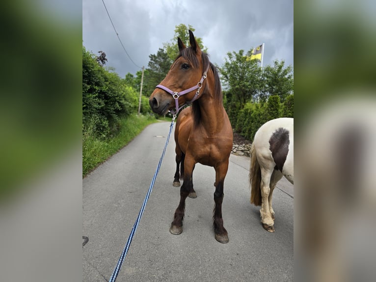 Weitere Warmblüter Mix Stute 2 Jahre 150 cm Fuchs in Meinerzhagen