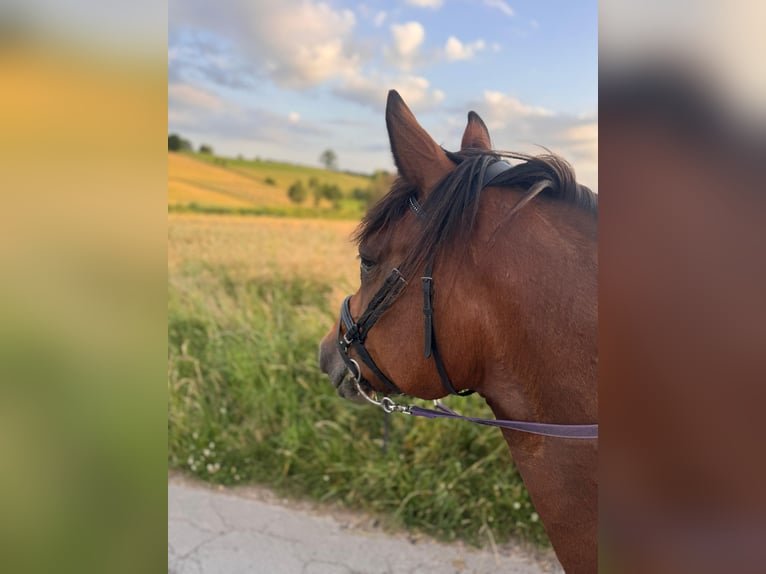 Weitere Warmblüter Mix Stute 2 Jahre 150 cm Fuchs in Meinerzhagen