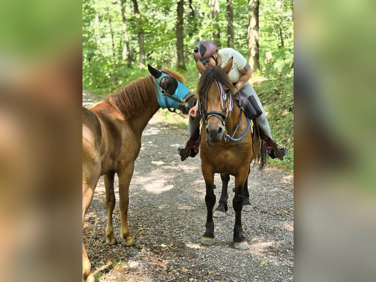 Weitere Warmblüter Mix Stute 2 Jahre 150 cm Fuchs in Meinerzhagen