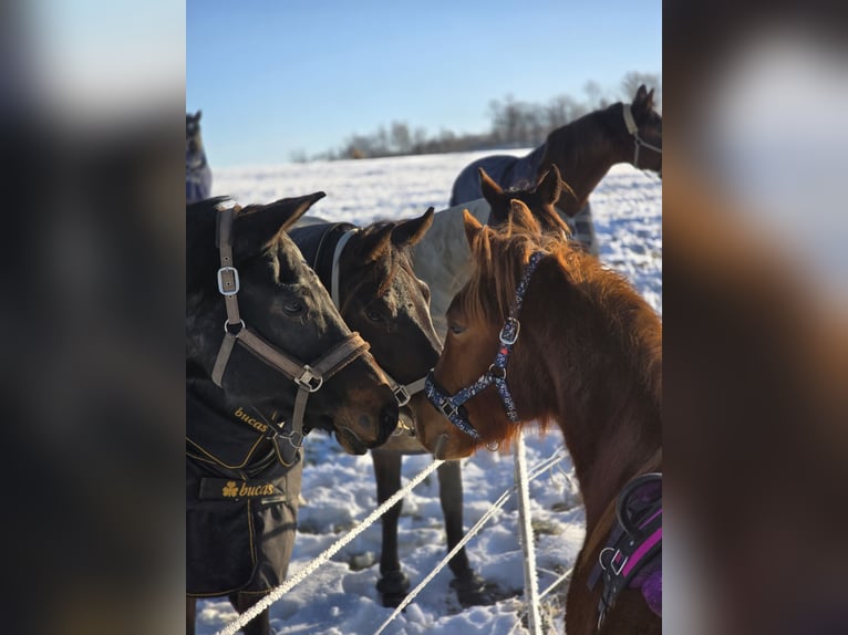Weitere Warmblüter Mix Stute 2 Jahre 150 cm Fuchs in Meinerzhagen