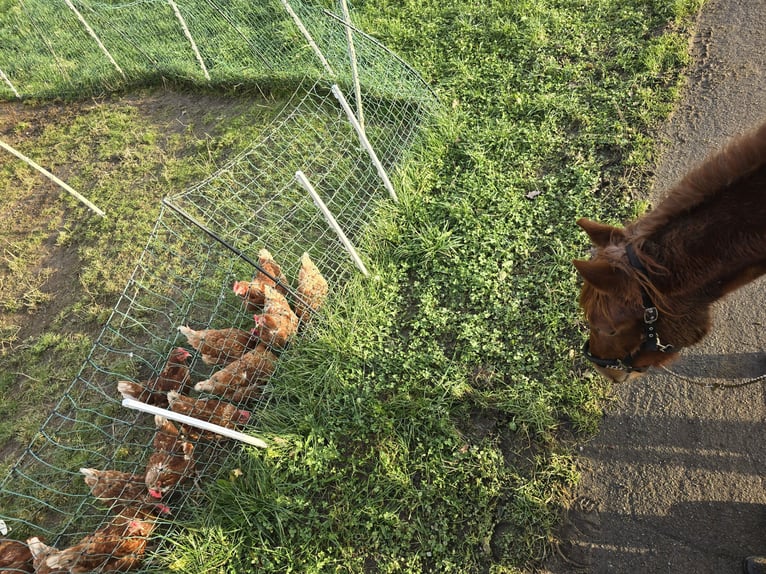 Weitere Warmblüter Mix Stute 2 Jahre 150 cm Fuchs in Meinerzhagen