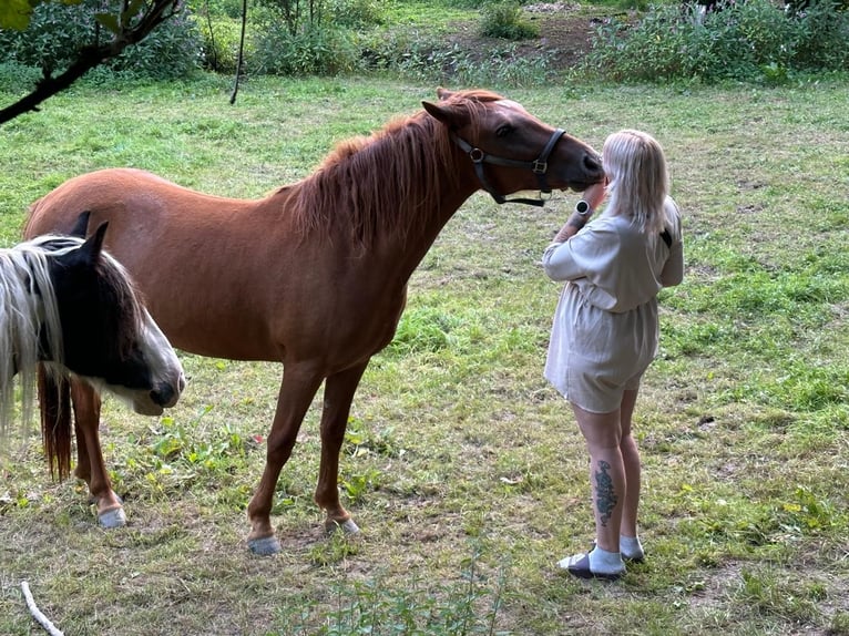 Weitere Warmblüter Mix Stute 2 Jahre 150 cm Fuchs in Meinerzhagen