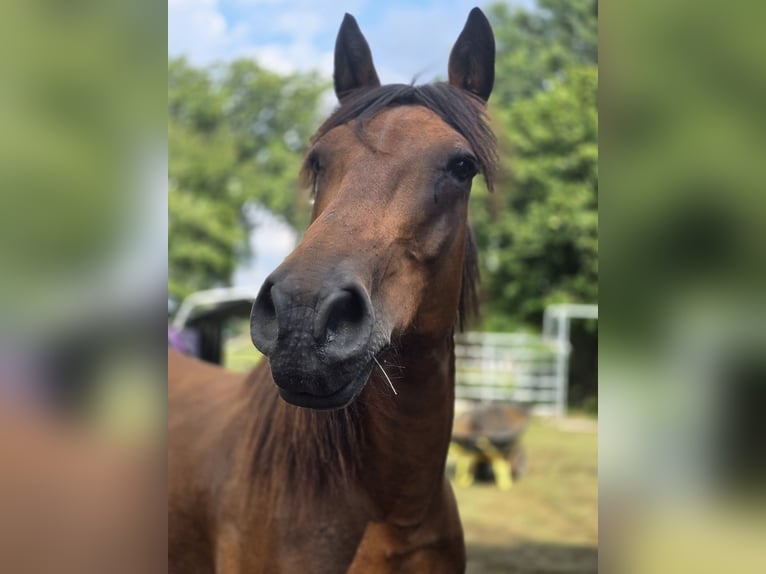 Weitere Warmblüter Mix Stute 2 Jahre 150 cm Fuchs in Meinerzhagen