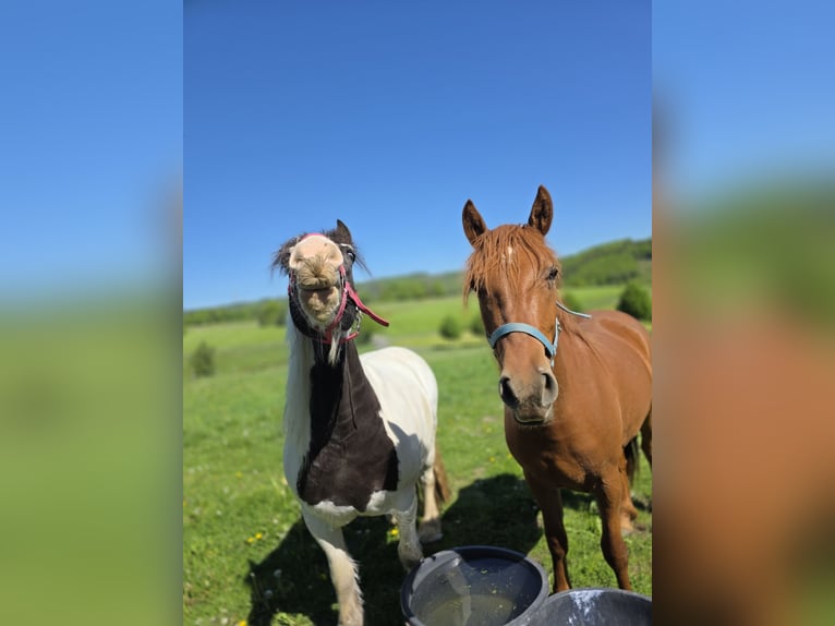 Weitere Warmblüter Mix Stute 2 Jahre 150 cm Fuchs in Meinerzhagen