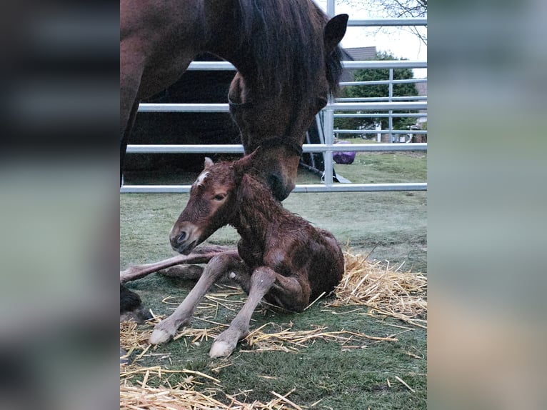 Weitere Warmblüter Mix Stute 2 Jahre 150 cm Fuchs in Meinerzhagen