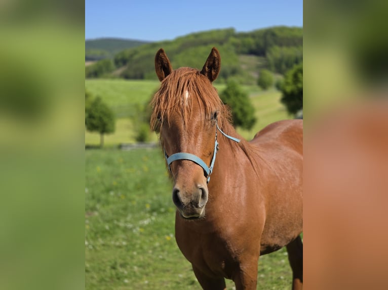 Weitere Warmblüter Mix Stute 2 Jahre 150 cm Fuchs in Meinerzhagen