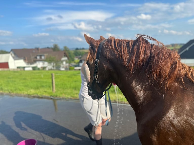 Weitere Warmblüter Mix Stute 2 Jahre 150 cm Fuchs in Meinerzhagen