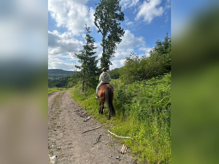 Weitere Warmblüter Mix Stute 2 Jahre 150 cm Fuchs in Meinerzhagen