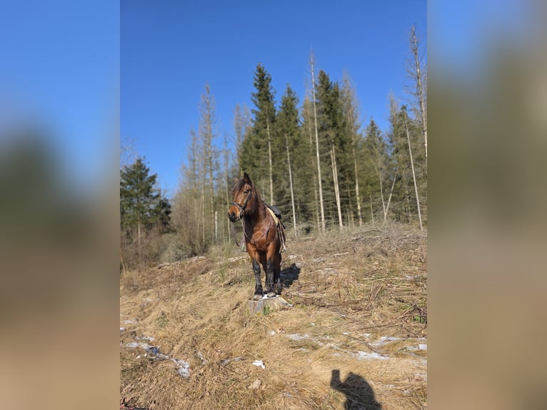 Weitere Warmblüter Mix Stute 2 Jahre 150 cm Fuchs in Meinerzhagen