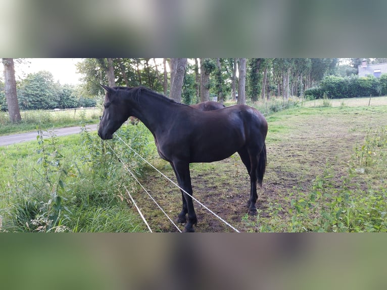 Weitere Warmblüter Mix Stute 2 Jahre 150 cm Schwarzbrauner in Veendam