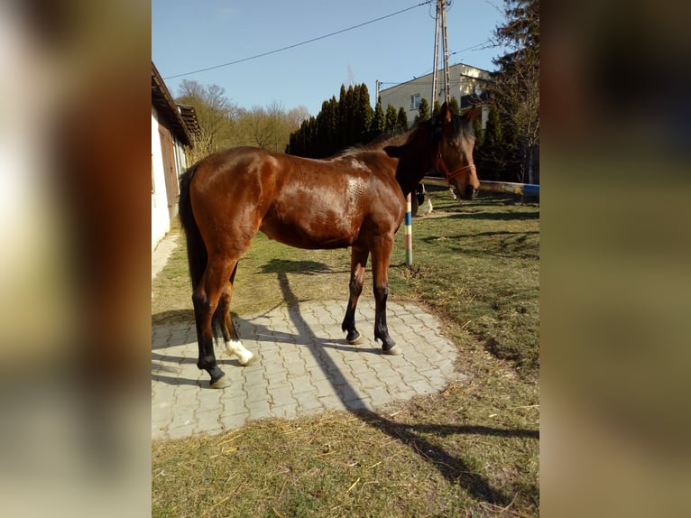 Weitere Warmblüter Stute 2 Jahre 155 cm Brauner in Pińczów