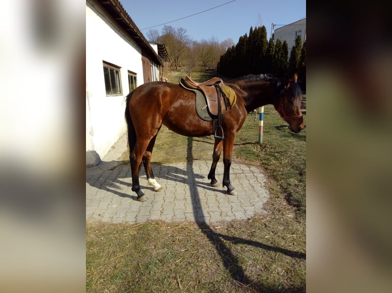Weitere Warmblüter Stute 2 Jahre 155 cm Brauner in Pińczów