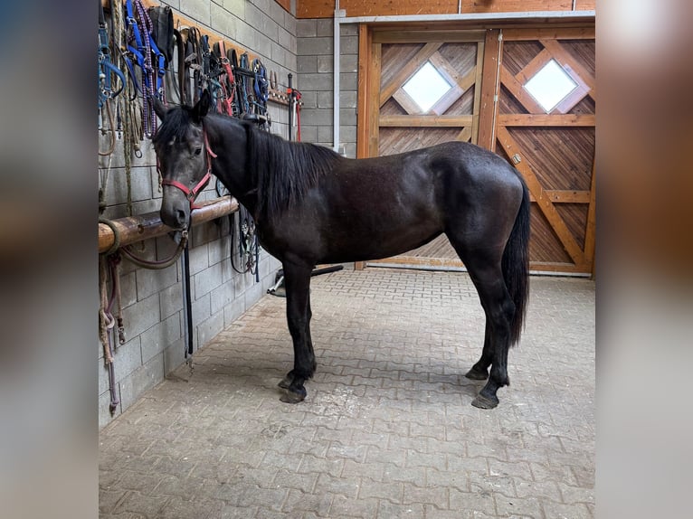 Weitere Warmblüter Stute 2 Jahre 155 cm Schimmel in Daleiden