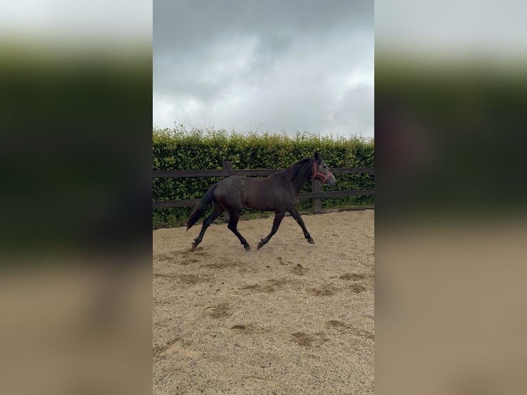 Weitere Warmblüter Stute 2 Jahre 155 cm Schimmel in Daleiden