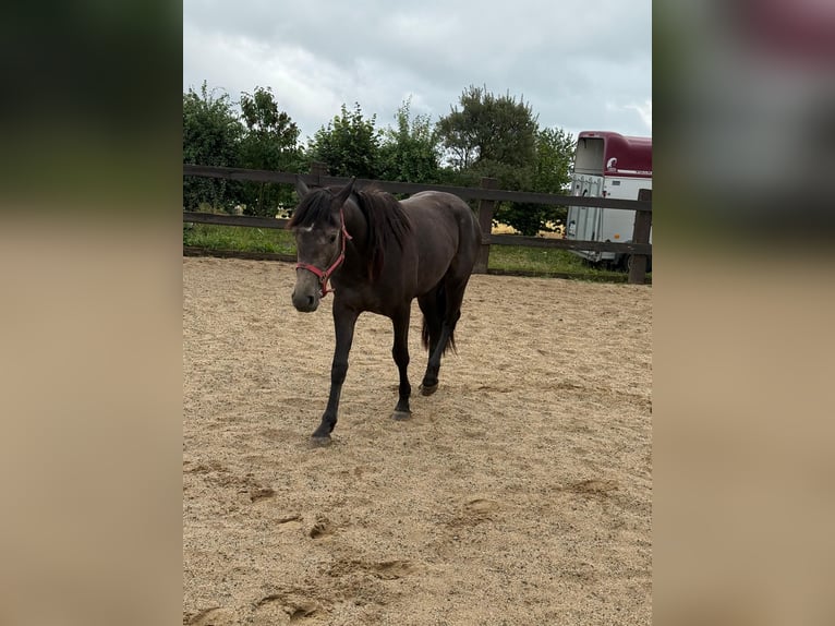 Weitere Warmblüter Stute 2 Jahre 155 cm Schimmel in Daleiden
