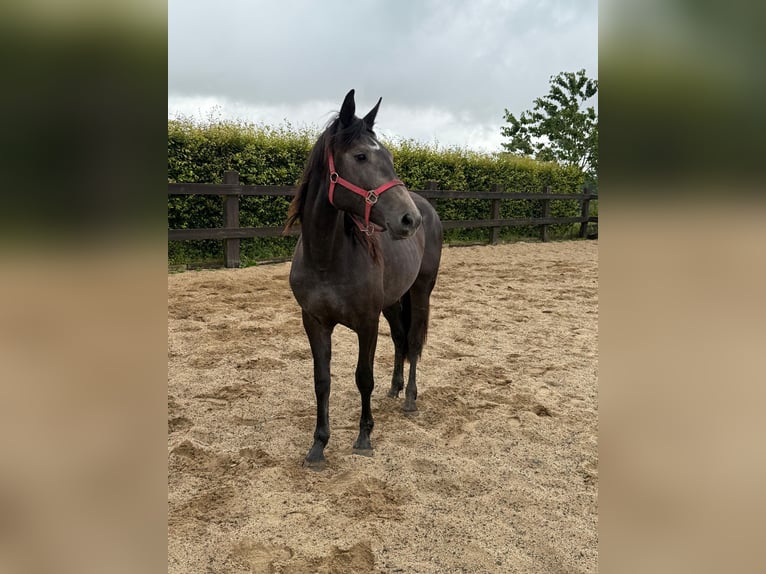 Weitere Warmblüter Stute 2 Jahre 155 cm Schimmel in Daleiden