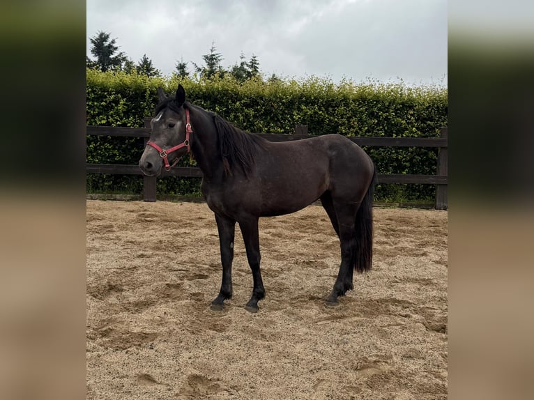 Weitere Warmblüter Stute 2 Jahre 155 cm Schimmel in Daleiden
