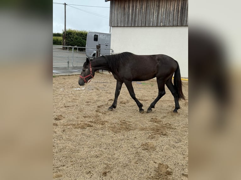 Weitere Warmblüter Stute 2 Jahre 155 cm Schimmel in Daleiden