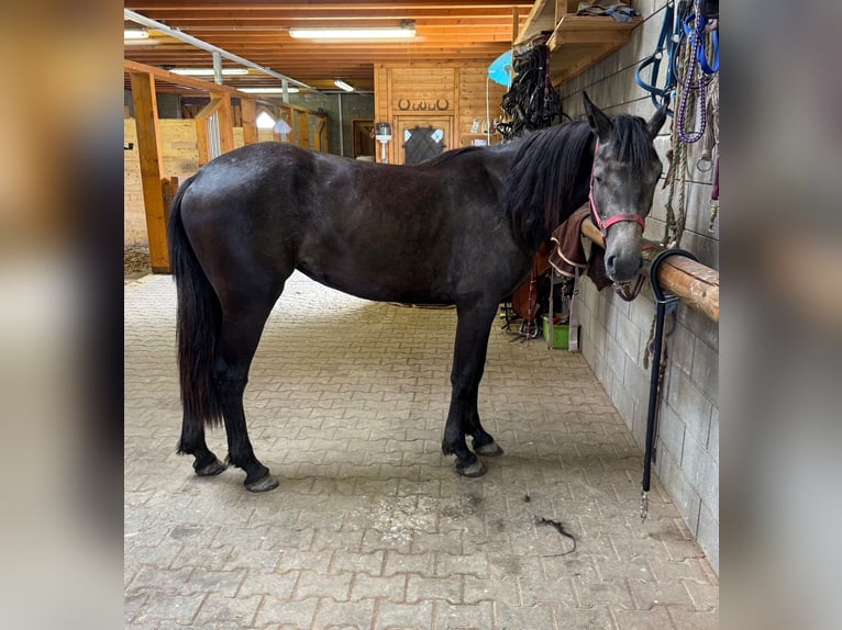 Weitere Warmblüter Stute 2 Jahre 155 cm Schimmel in Daleiden